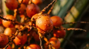Non-Dairy Creamer Supply Chain: Mapping RSPO Palm Oil from Plantation to Cup